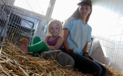 Kleintierzuchtverein March und Holzhausen zeigt mehr als 100 Tiere
